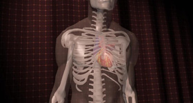 人体器官医学动画制作