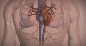 人体医学动画制作