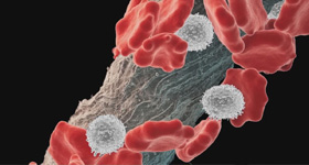 细胞生长医学动画制作