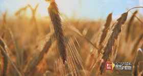 金正大  动画制作