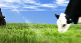 蒙牛乳业  动画制作